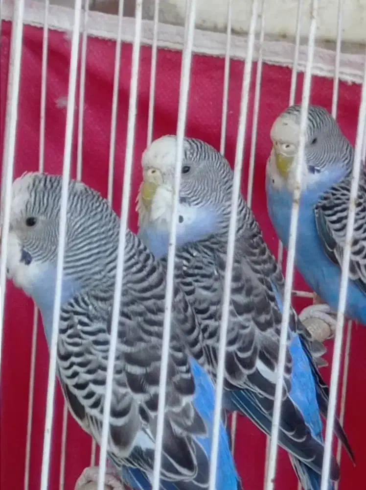 مرغ عشق|پرنده|اهواز, کمپلو جنوبی|دیوار