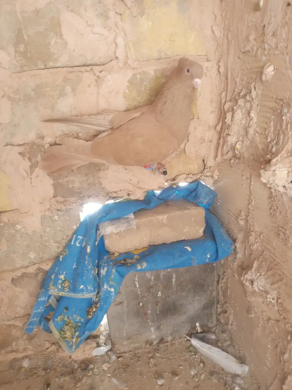 زرد کاکلی نر|پرنده|سبزوار, شهرک ابوذر|دیوار