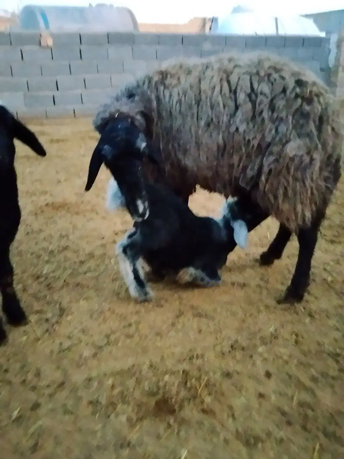 میش و بره|حیوانات مزرعه|زرندیه, |دیوار