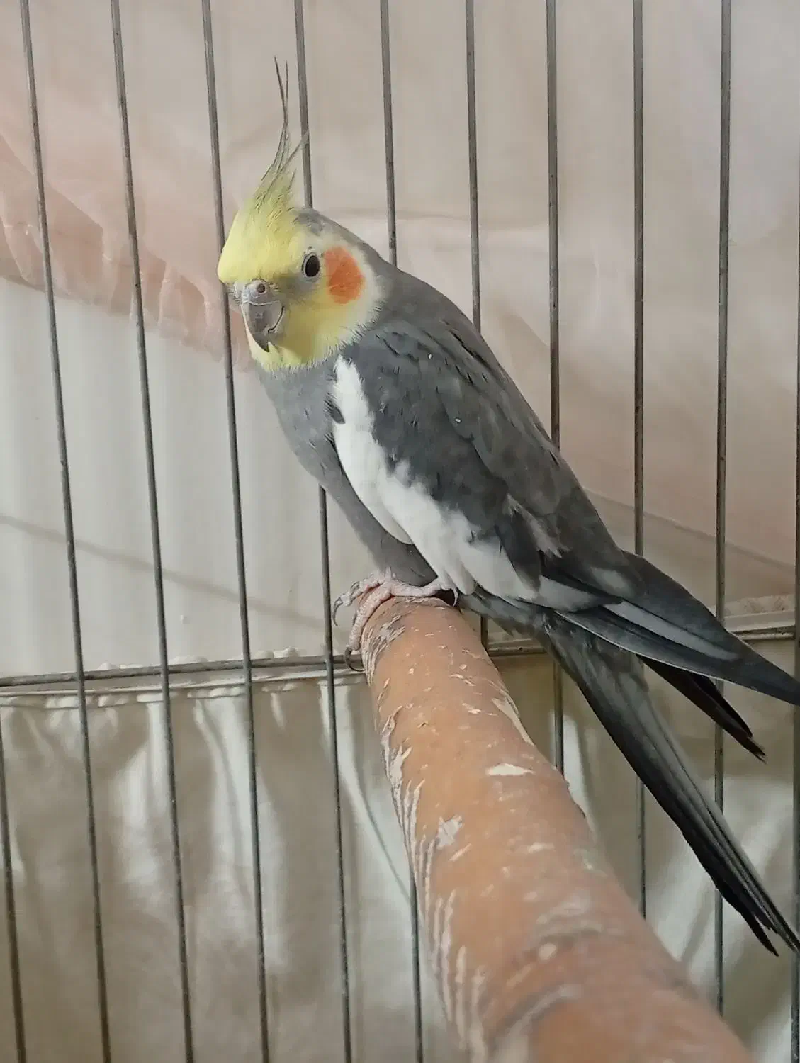 عروس هلندی. جفت|پرنده|رباطکریم, رباطکریم|دیوار