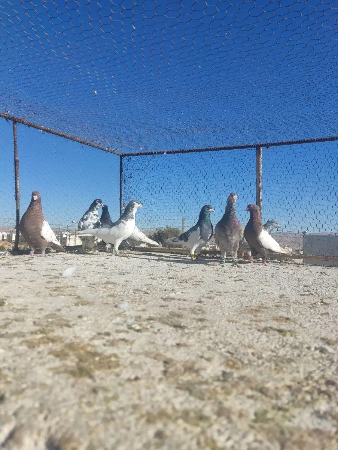 کفتر یا کبوتر|پرنده|شیراز, شهرک گلستان|دیوار
