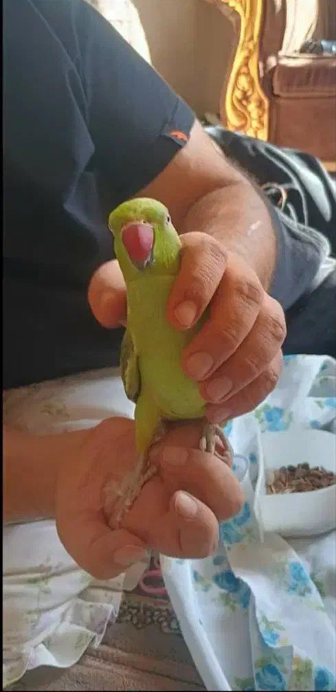 طوطی ملنگو|پرنده|کرمانشاه, |دیوار