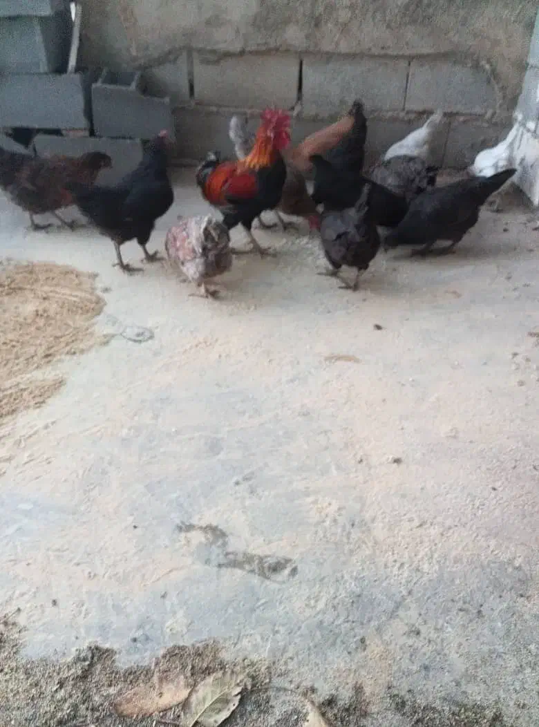 مرغ بومی|حیوانات مزرعه|رودشت (چهارمحال و بختیاری), |دیوار