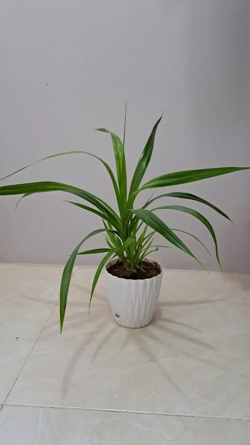 سانسوریا، گیاه آپارتمانی|گل و گیاه طبیعی|تبریز, |دیوار