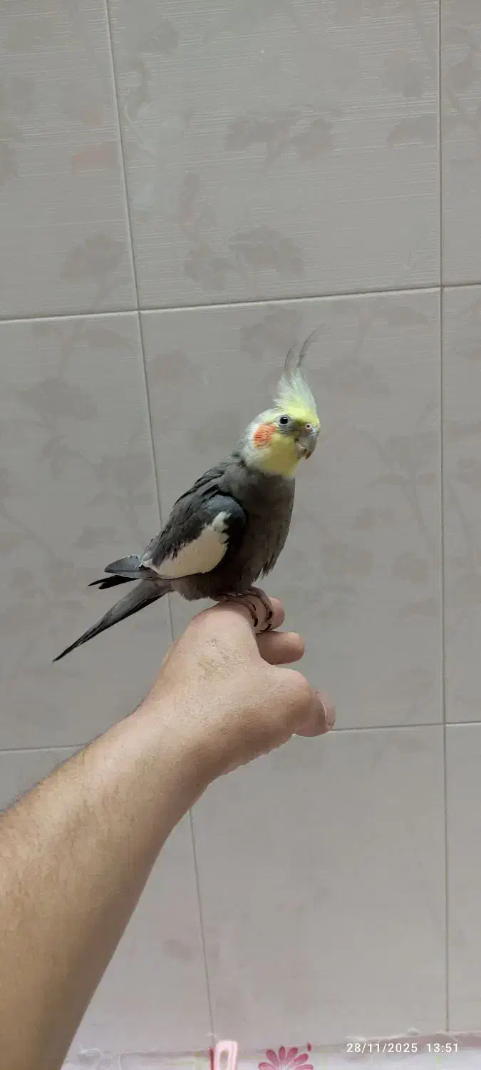 یک جفت عروس هلندی|پرنده|همدان, |دیوار