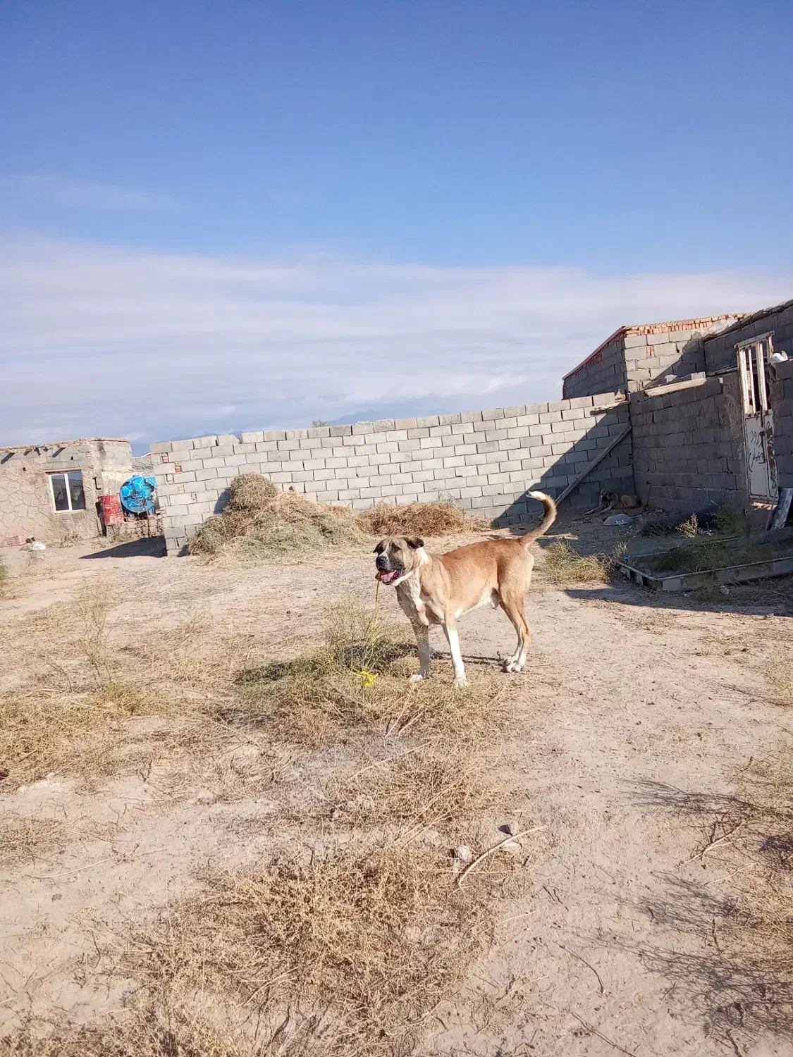 واگذاری عراقی سه|سگ|شبستر, |دیوار