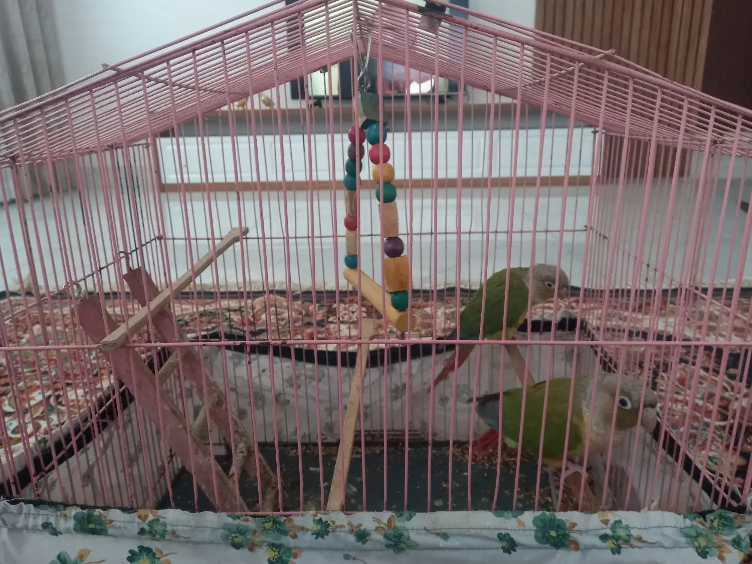 گرینچیک|پرنده|بجنورد, |دیوار