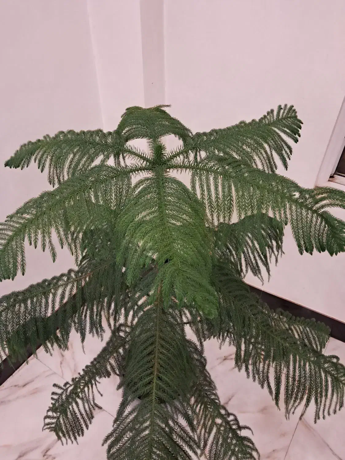 گل کاج مطبق|گل و گیاه طبیعی|تربت جام, زیباکنار|دیوار