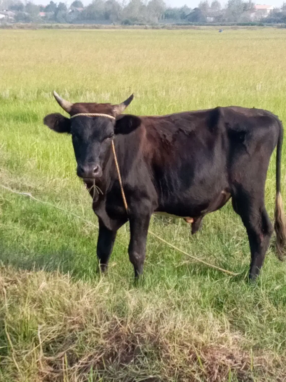 گاو نر حدود ۲۰ماهه خوش خوراک سر شاخ میزان|حیوانات مزرعه|رشت, پسیخان|دیوار