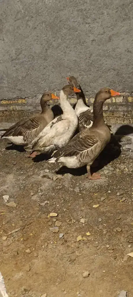 غاز|حیوانات مزرعه|شادگان, |دیوار