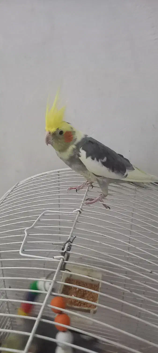 پرنده|پرنده|اندیمشک, |دیوار