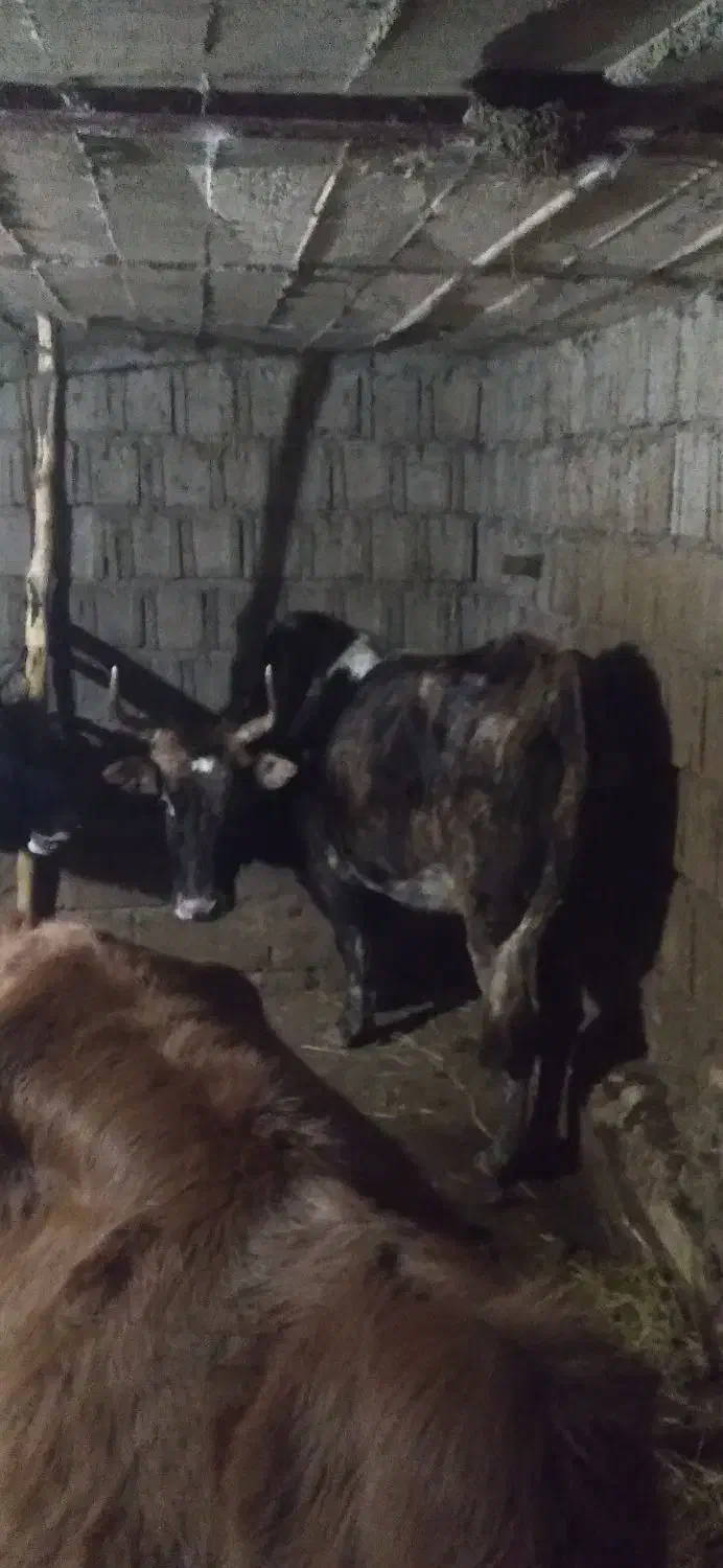 فروشی تلم و گاو|حیوانات مزرعه|اطاقور, |دیوار