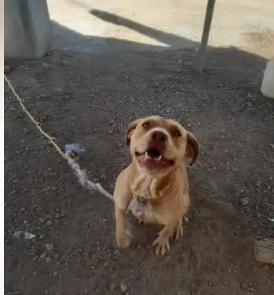 سگ پیت بول نر|سگ|میاندوآب, |دیوار