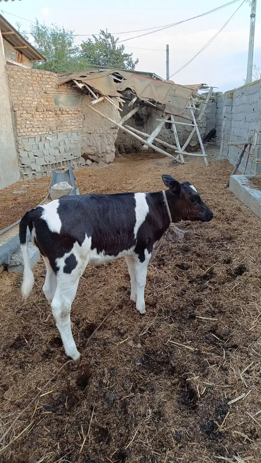 گوساله ماده|حیوانات مزرعه|گرگان, |دیوار