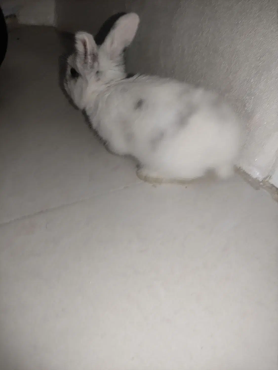 خرگوش|موش و خرگوش|کرمان, |دیوار