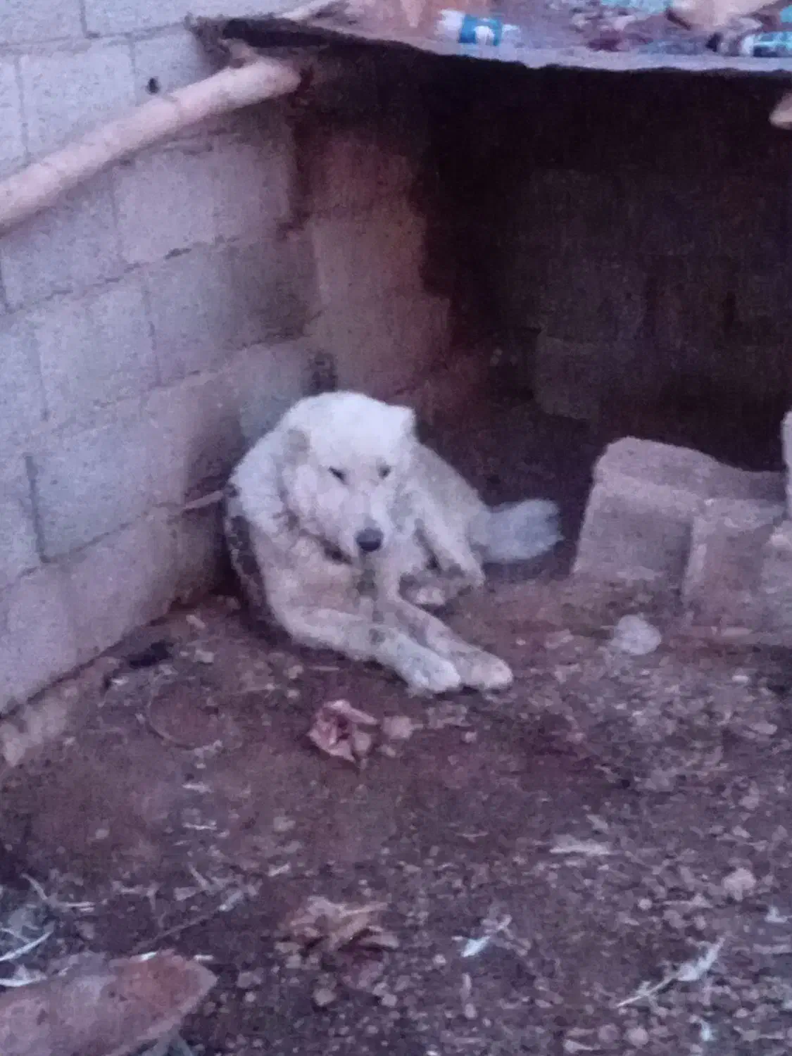 سگ گله|سگ|صوفیان, |دیوار