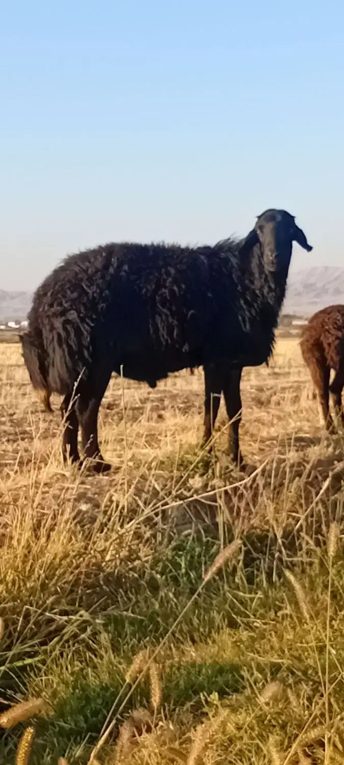 قوچ قره قزل|حیوانات مزرعه|سیلاخور, |دیوار