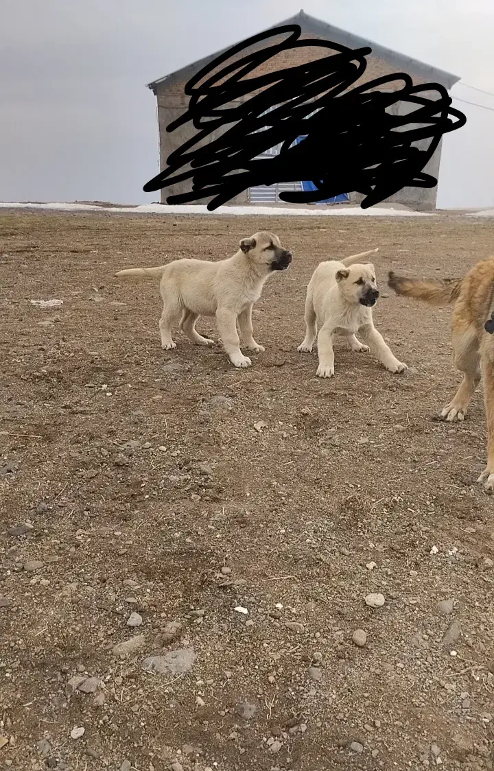 ۱۲۴۵۵|سگ|ترکمانچای, |دیوار