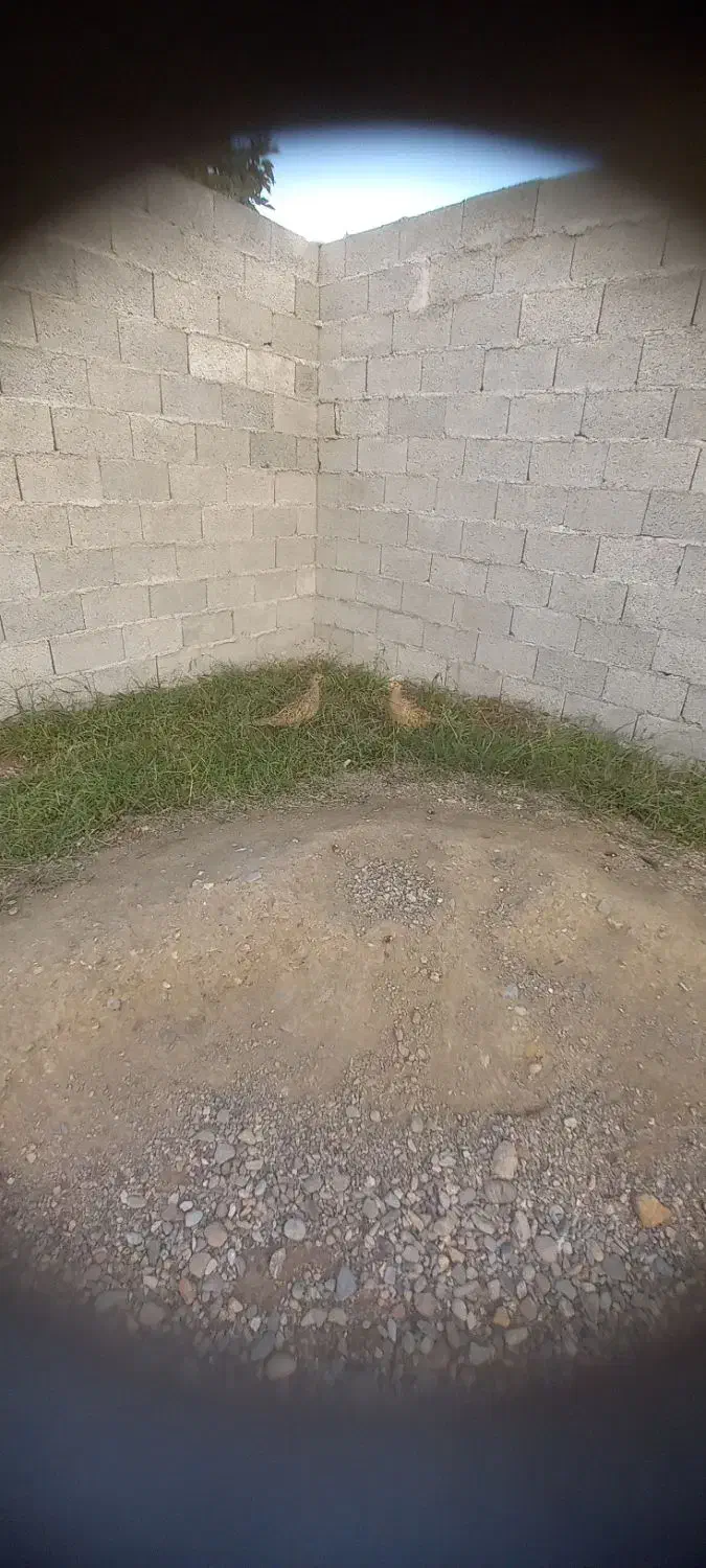 مرغ خروس تزینی|حیوانات مزرعه|رشت, ولکس|دیوار