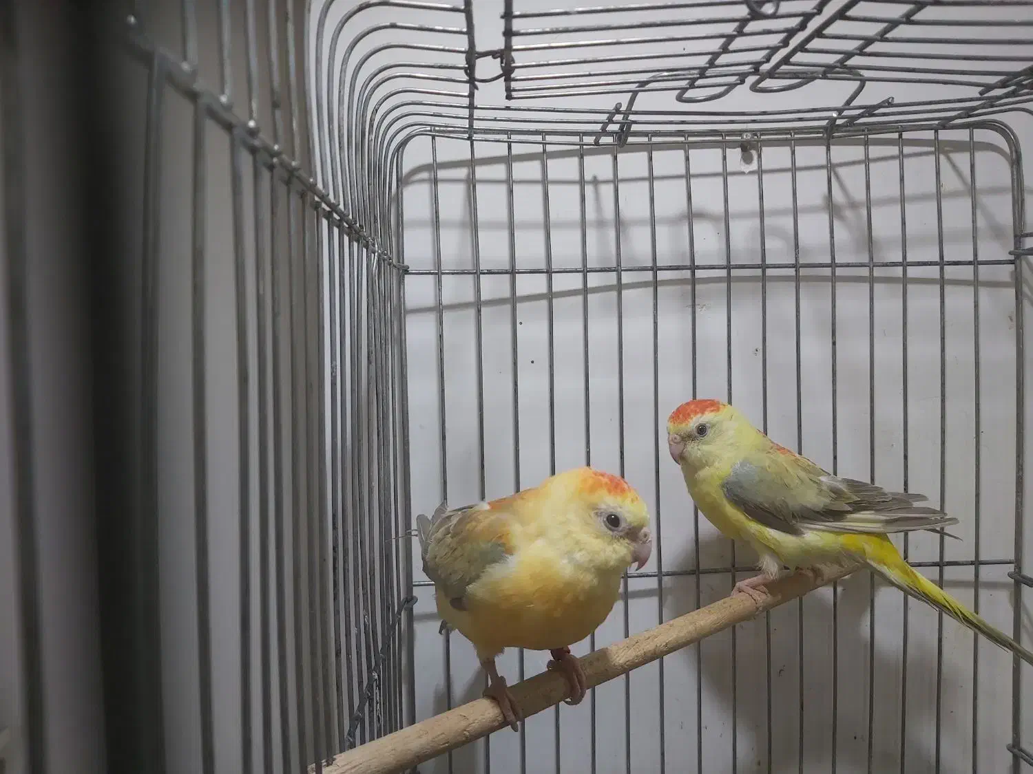 طوطی آوازه خوان|پرنده|بندر امام خمینی, |دیوار