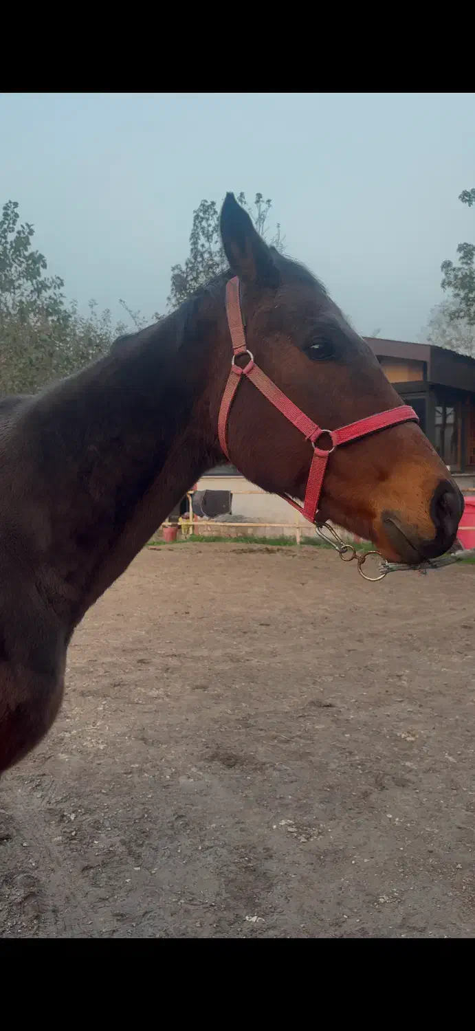 اسب نریون تروبرد ۷ ساله|اسب و تجهیزات اسب‌سواری|رشت, کوی غلام نیا|دیوار