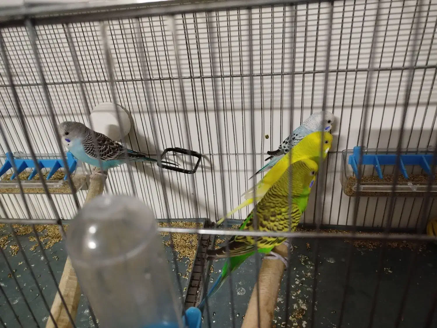 مرغ عشق جفت|پرنده|ساوه, |دیوار