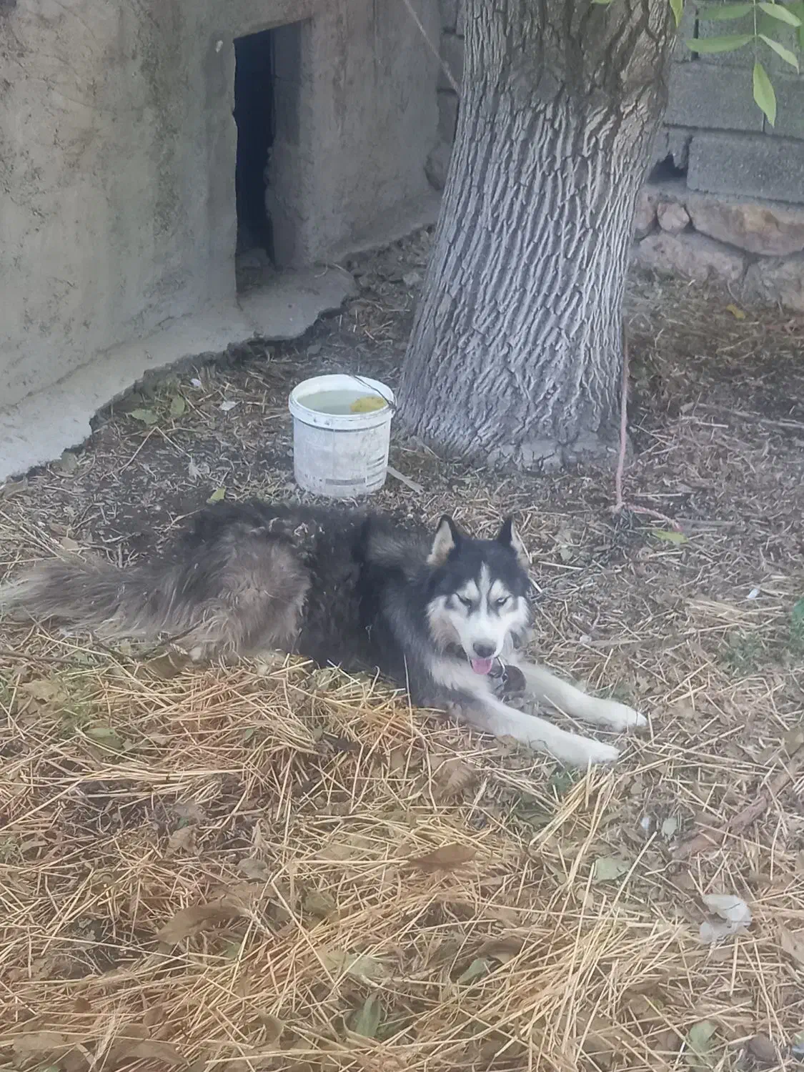 واگذاری یک قلاده سگ هاسکی چشم یخی|سگ|قیدار, |دیوار