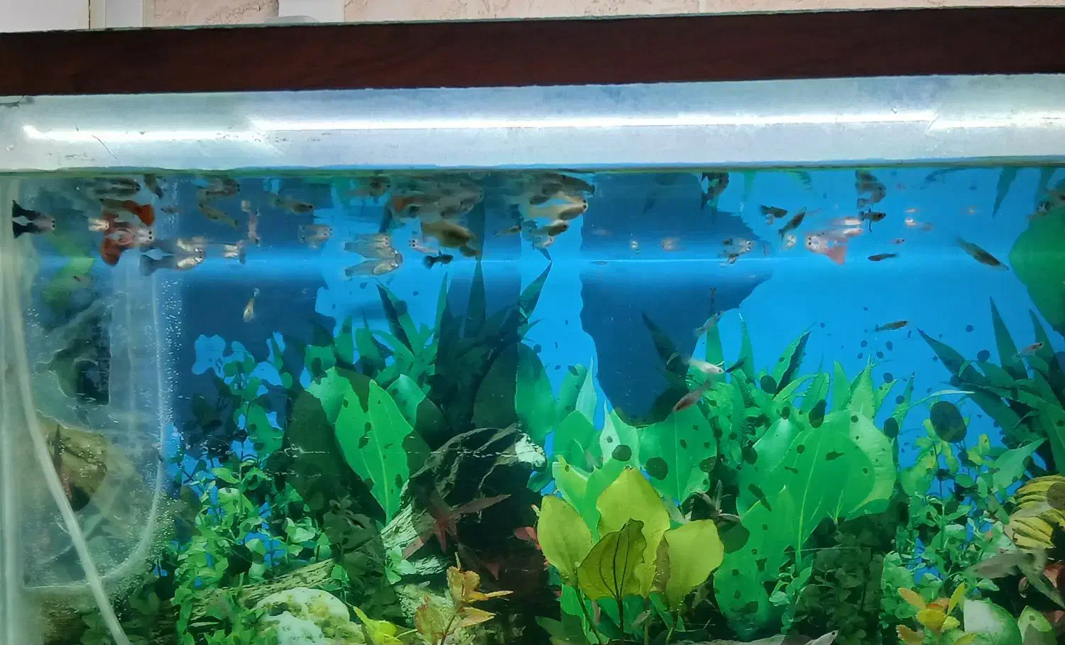 فروش ماهی گوپی|ماهی|نقده, |دیوار