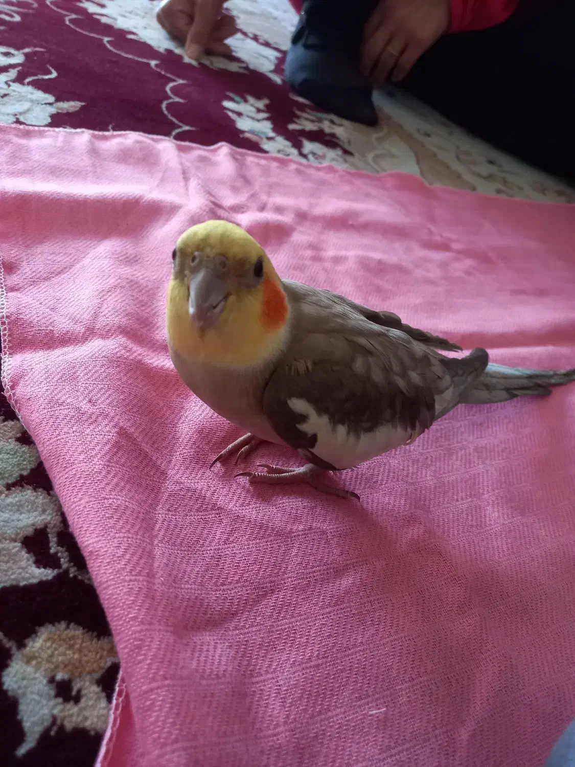 عروس هلندی|حیوانات|خمینی‌شهر, |دیوار