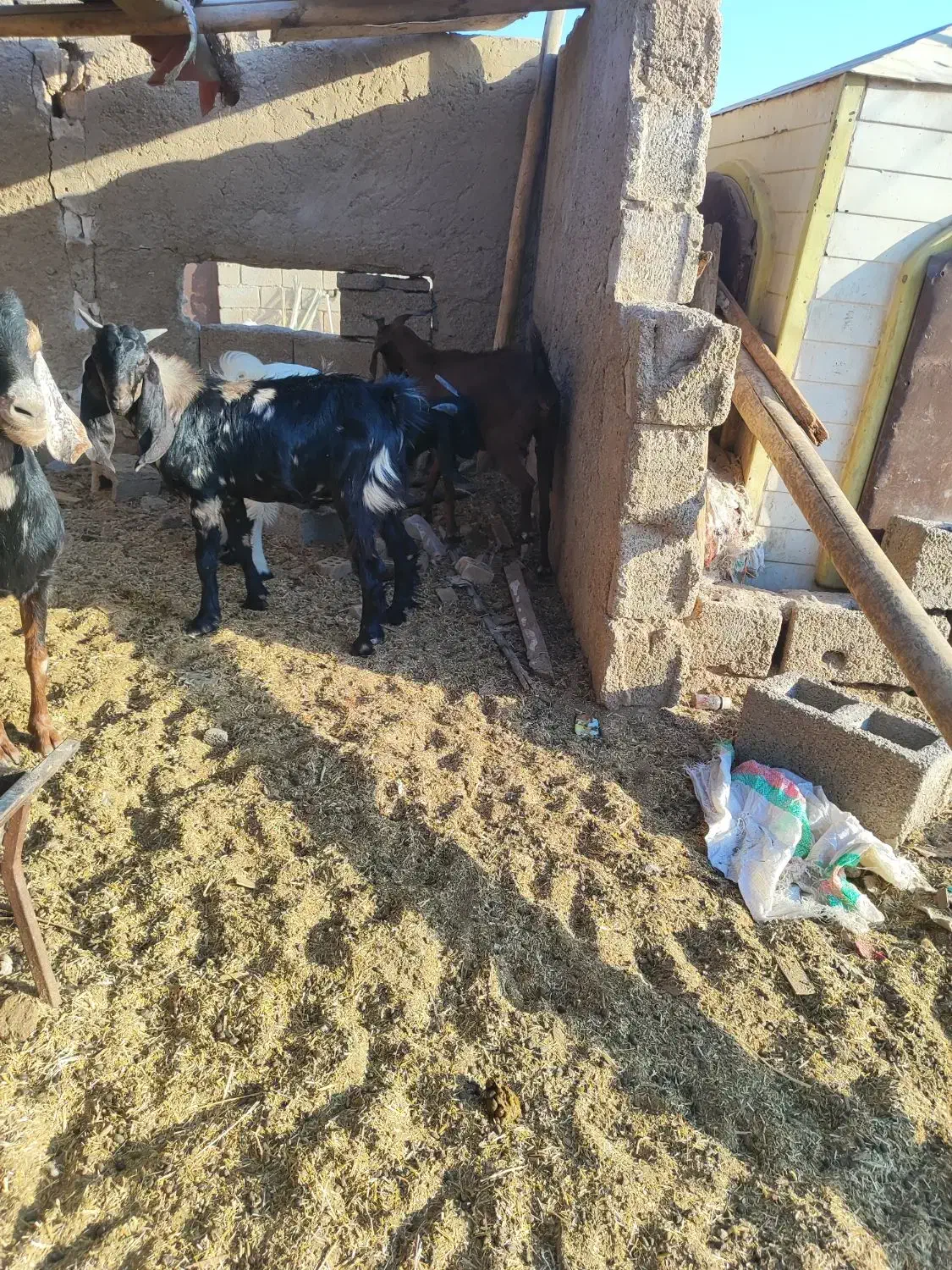 پنج بزنجدی ودوعددبزنردرشادگان|حیوانات مزرعه|شادگان, |دیوار