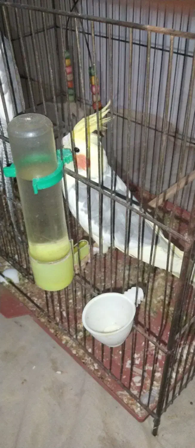 جفت عروس هلندی مولد با چهار تخم|پرنده|خرم‌آباد, |دیوار