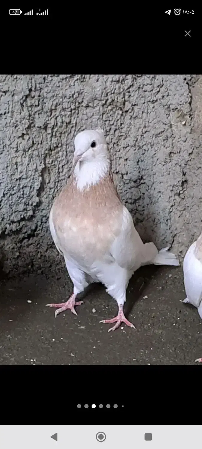 کبوتر|حیوانات|کرمانشاه, |دیوار