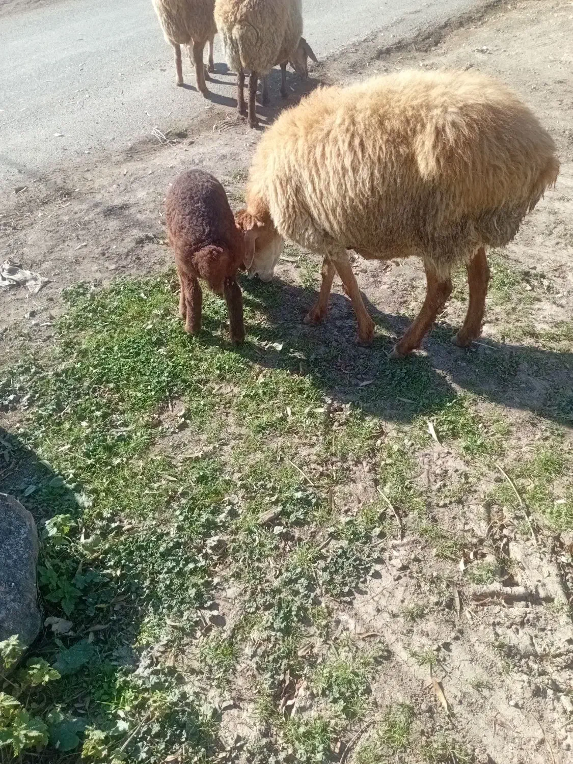 گوسفند بره دار|حیوانات مزرعه|سرعین, |دیوار