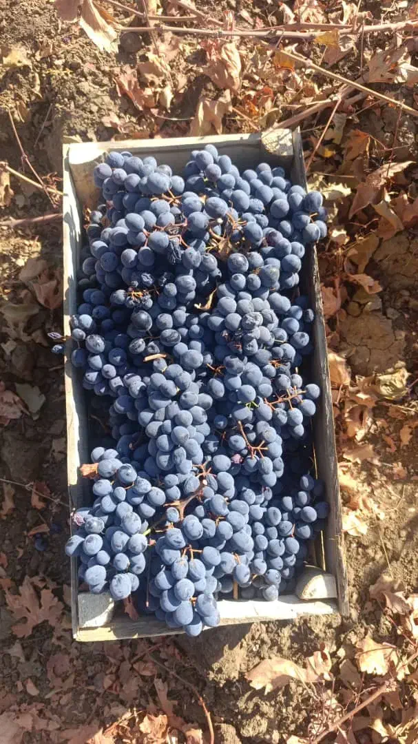 انگورشانی سردشت|خدمات باغبانی و درختکاری|رشت, اسماعیل آباد|دیوار