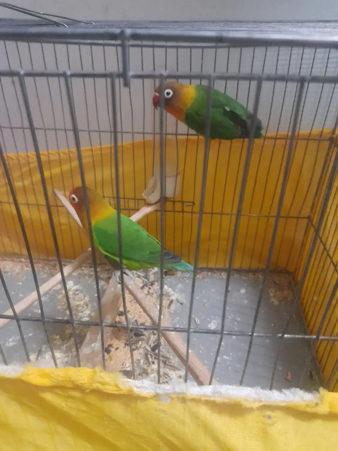 فروش طوطی برزیلی جفت آماده تخم گذاری|پرنده|اسلامشهر, مطهری|دیوار