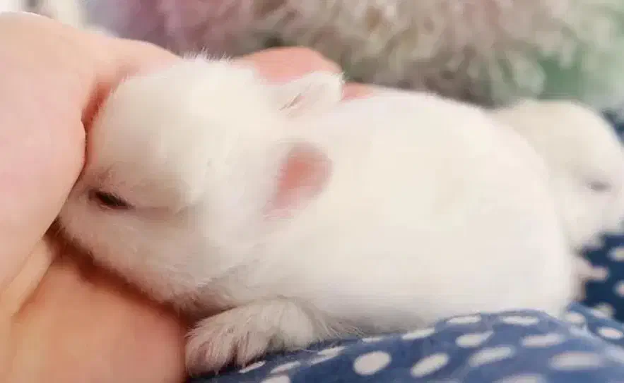 خرگوش لوپ فنجونی|موش و خرگوش|صوفیان, |دیوار