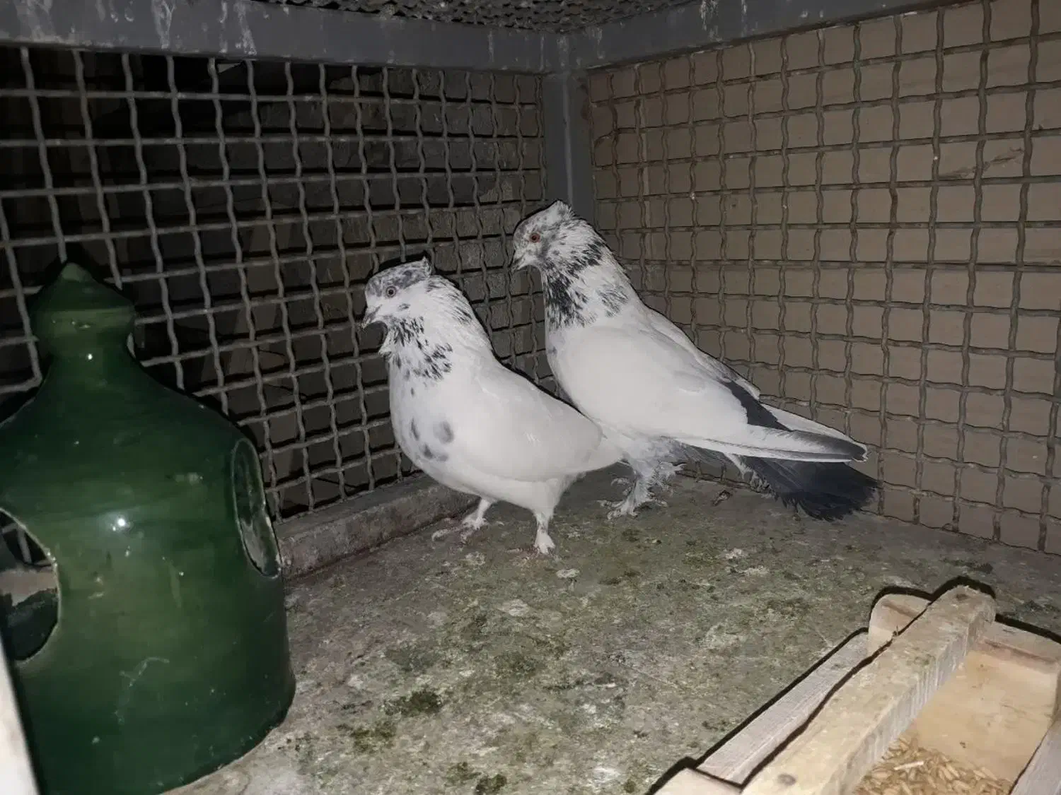 کبوتر|پرنده|چهاردانگه (تهران), |دیوار