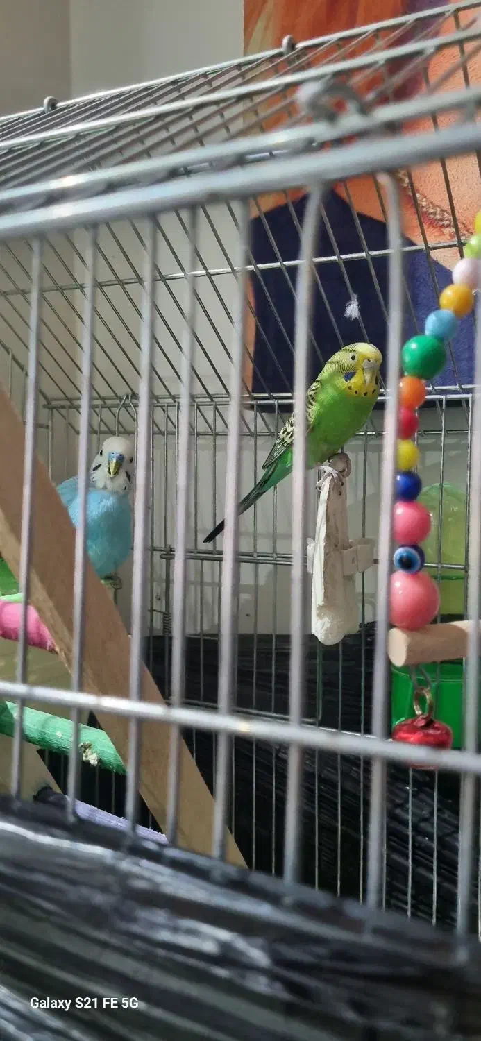 مرغ عشق|پرنده|قدس, شهر‌قدس|دیوار