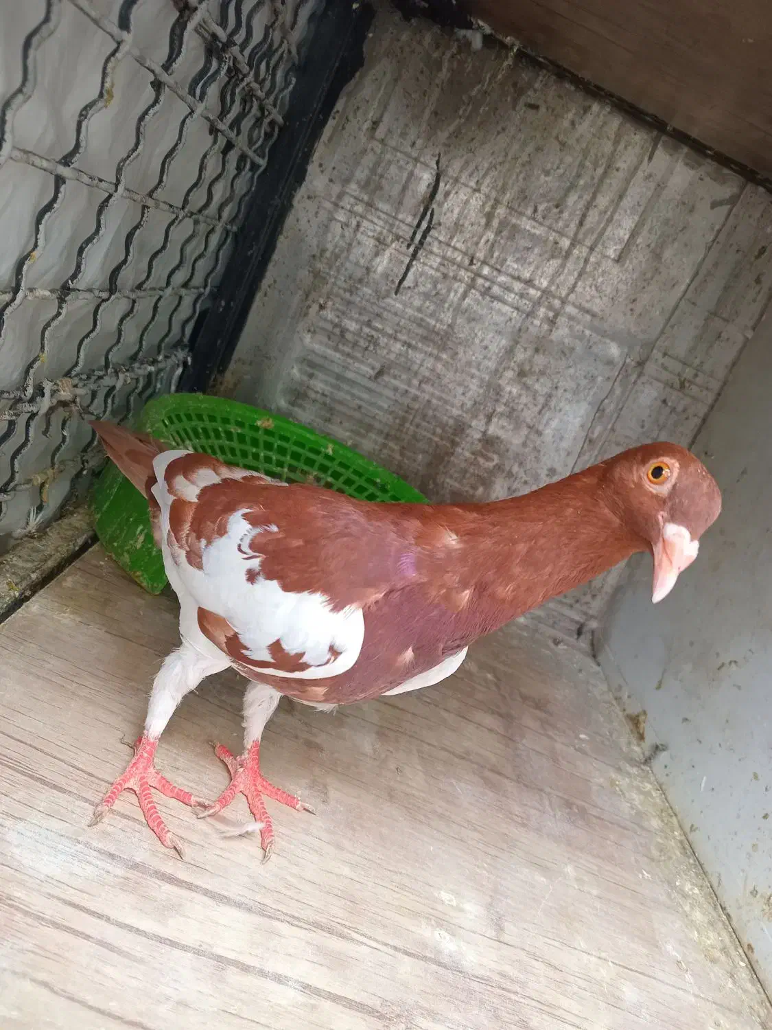 میزعسلی،دمسفید،طوقی،یهودی|مبلمان خانگی و میز عسلی|مشهد, موعود|دیوار