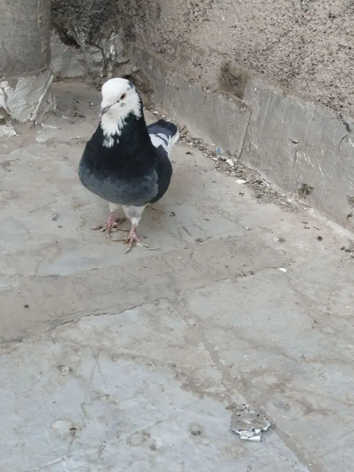 کبوتر|پرنده|نجف‌آباد, ویلاشهر|دیوار