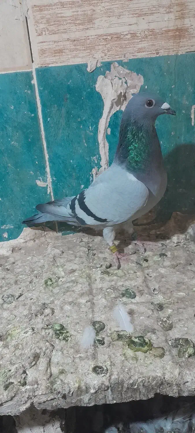 ماده سبز خطی جفت پلاک مسافتی|پرنده|رشتخوار, |دیوار