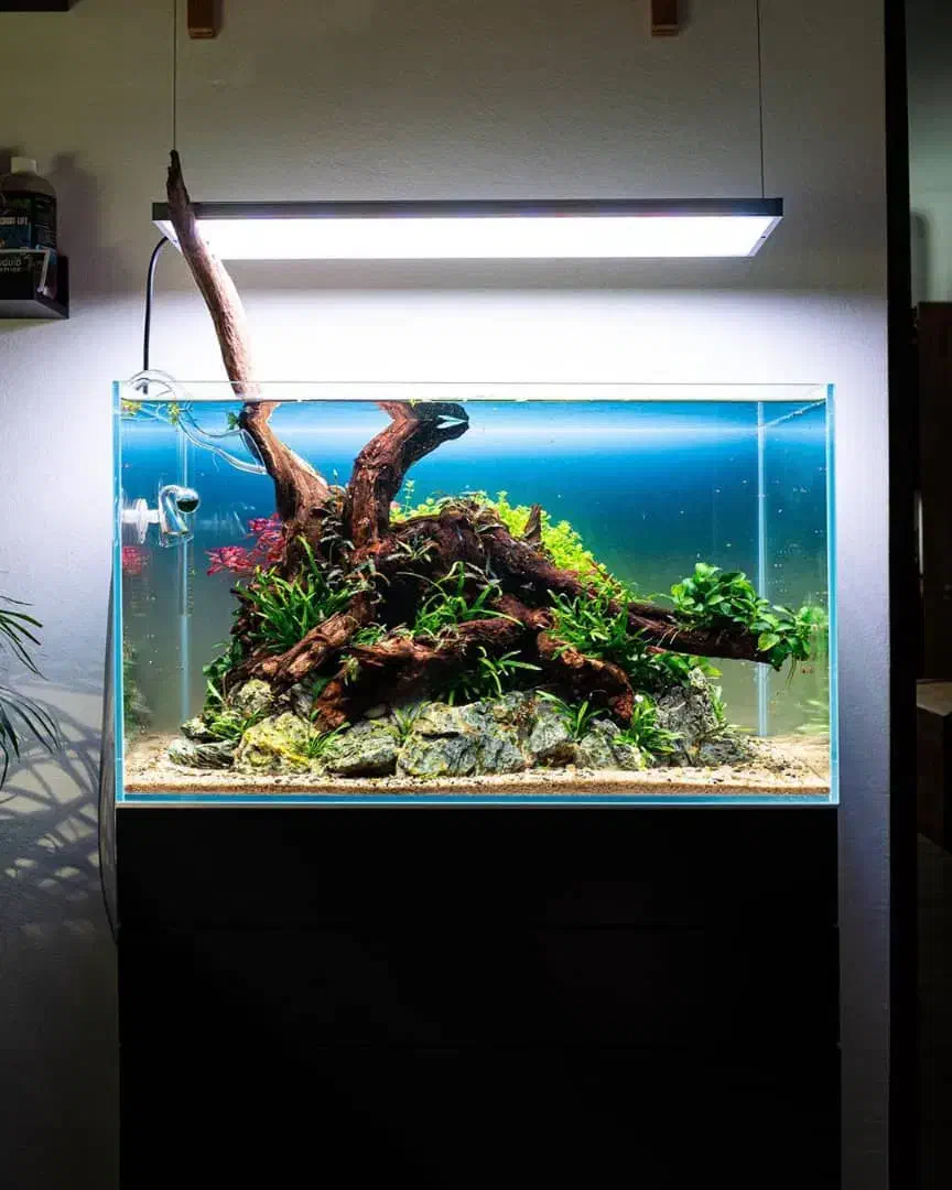 آکواریوم شیشه خم|ماهی|تهران, تهرانسر مرکزی|دیوار