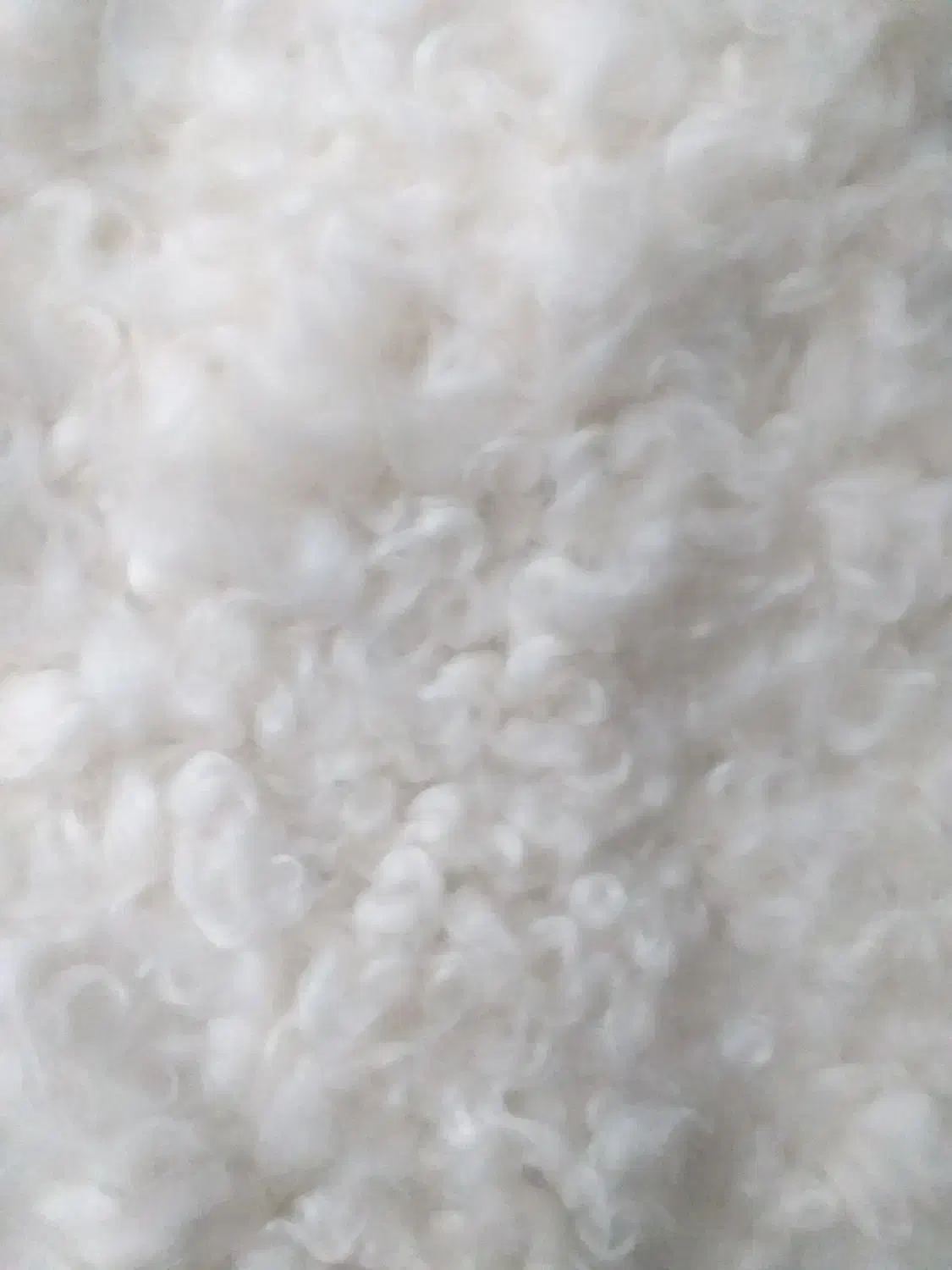 پوست بره نر ینه سفید وفرفری|پادری|مشهد, شهید آوینی|دیوار