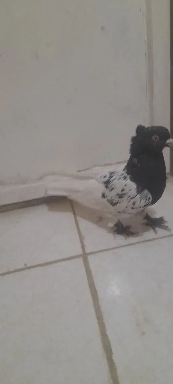 کبوتر کله سیاه|پرنده|شیراز, ارم|دیوار