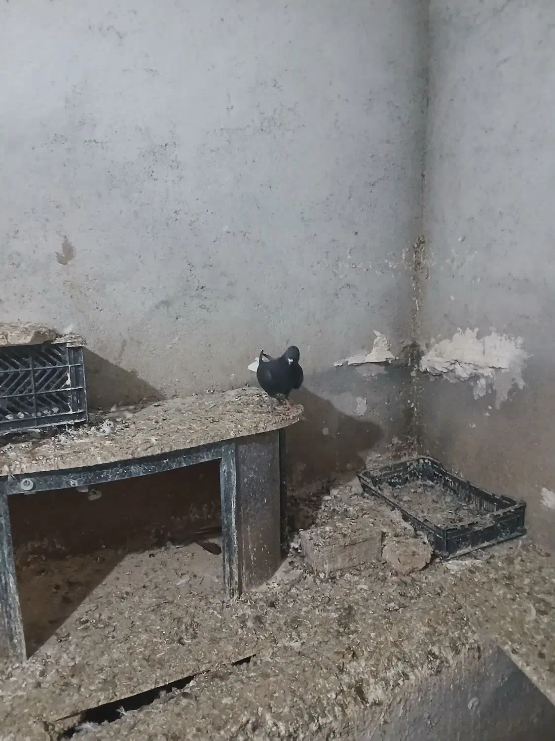 دم سفید نر|پرنده|اردبیل, |دیوار