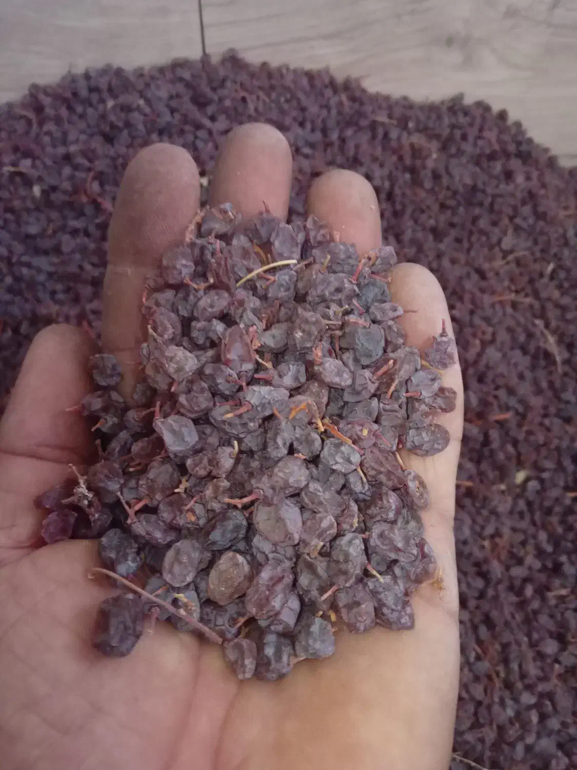 فروش کشمش افتابی|عمدهفروشی|میاندوآب, |دیوار