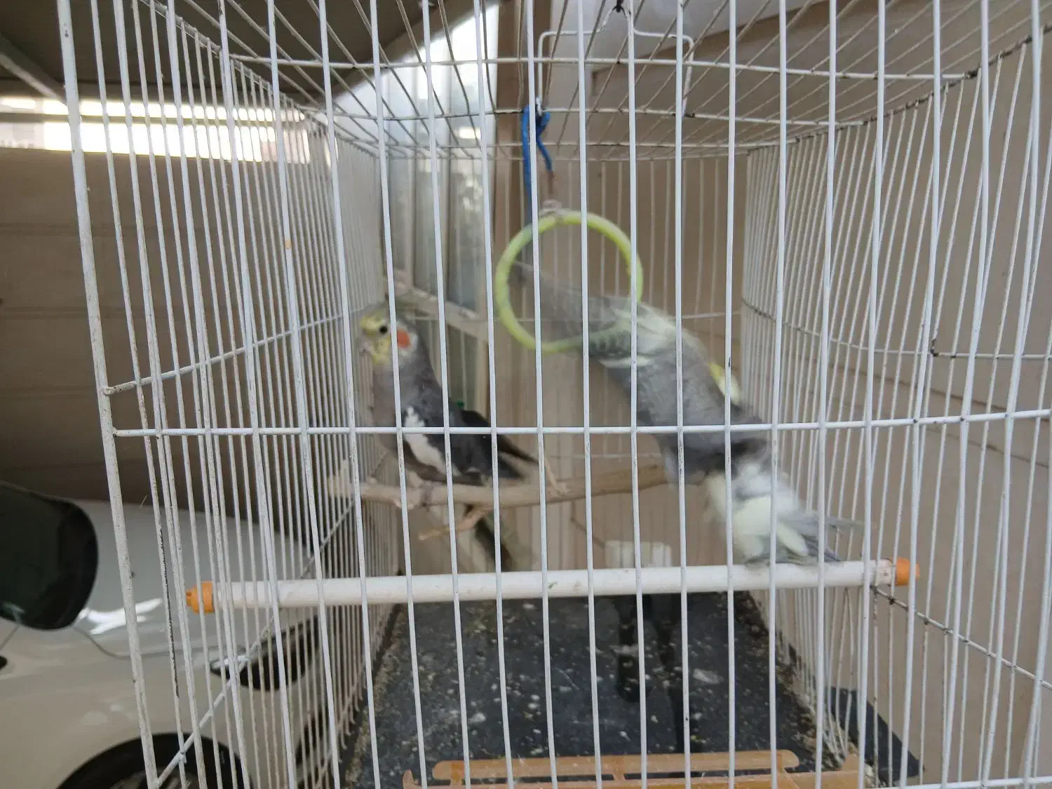 عروس هلندی|پرنده|خورموج, |دیوار