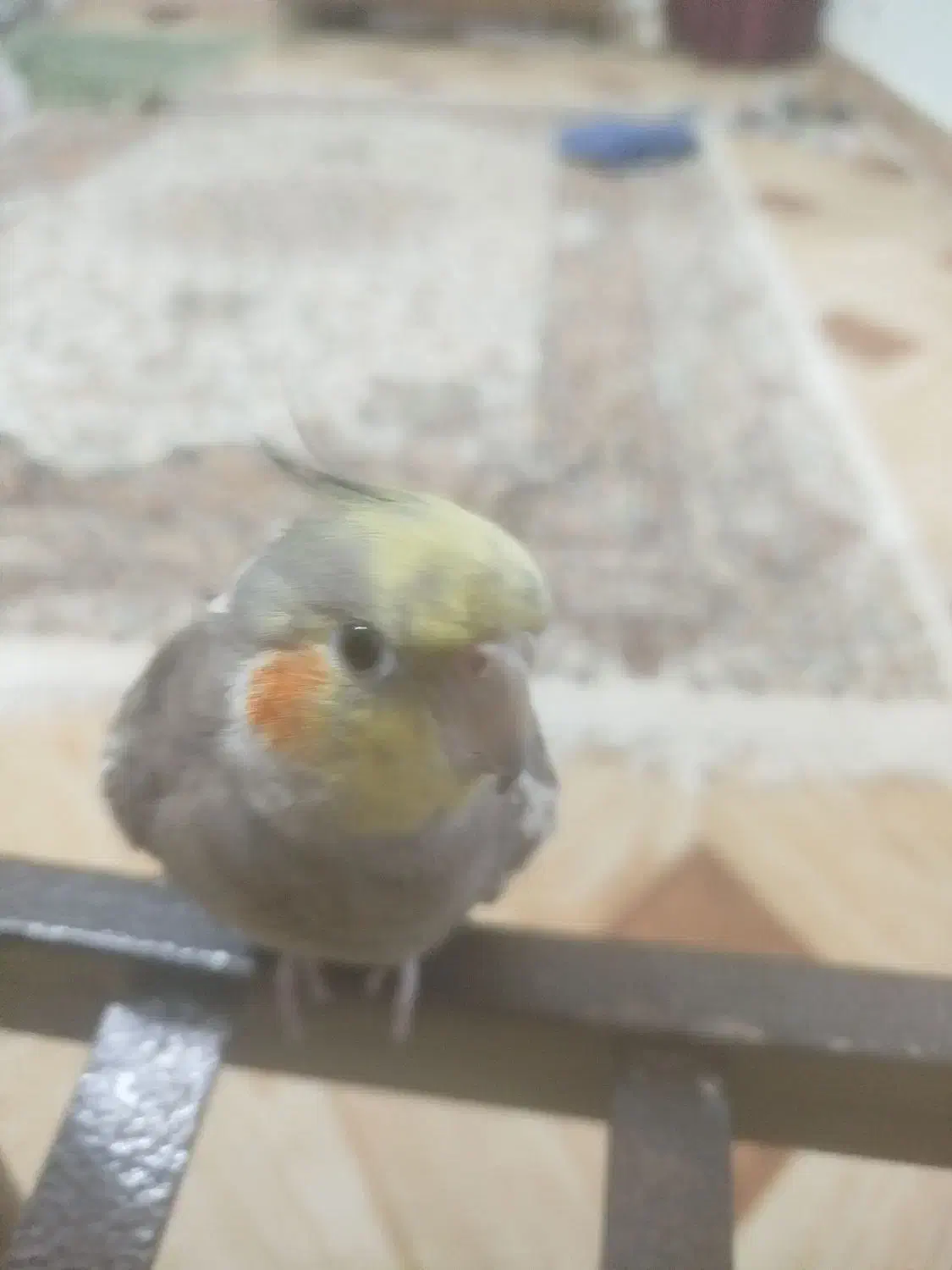 عروس هلندی گم شده|پرنده|خواف, |دیوار