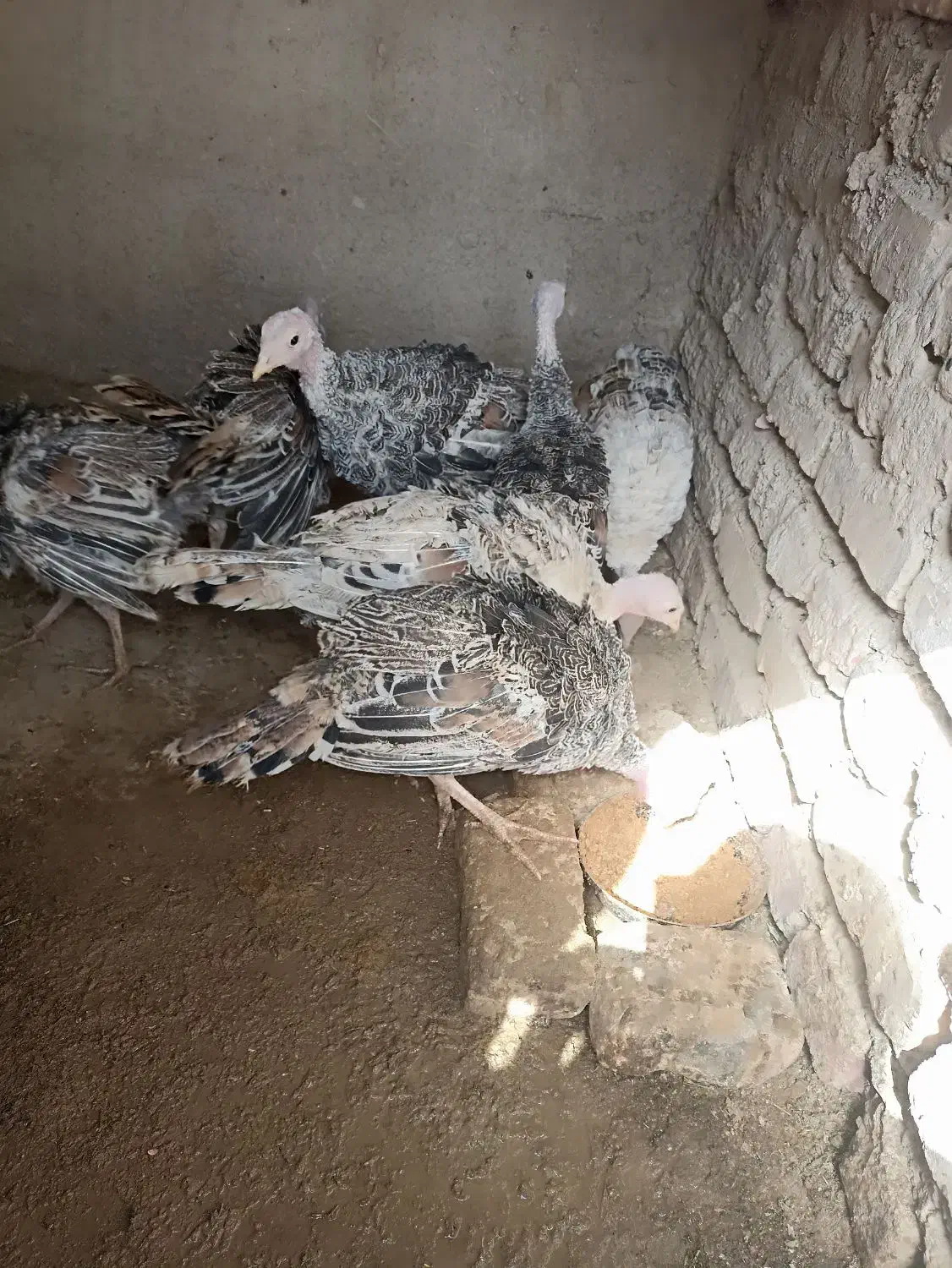 بوقلمون|حیوانات مزرعه|کرباسک, |دیوار