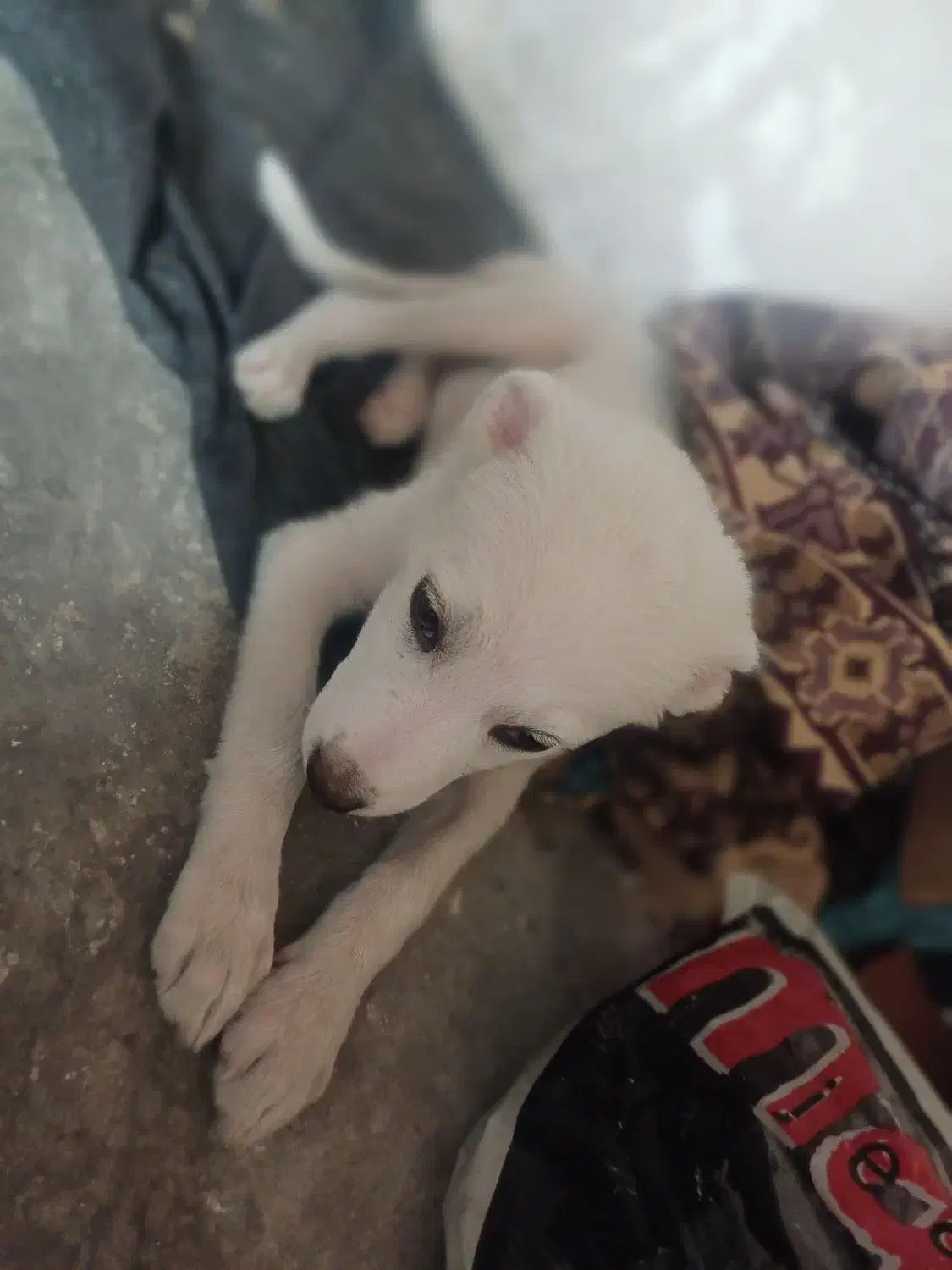 سگ پاکوتاه|سگ|زنجان, |دیوار